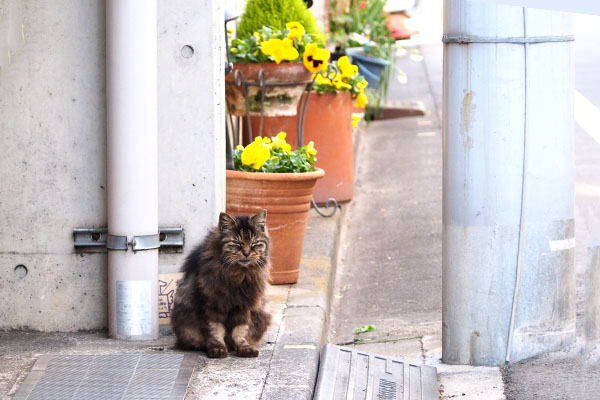 タッチーと花