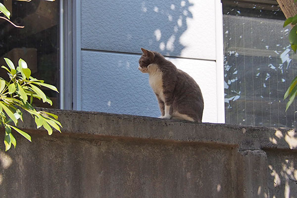 レックス　塀の上日陰