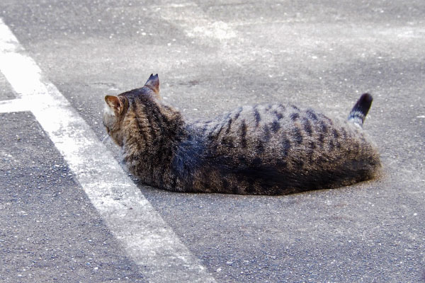 シマヲ　耳は集中