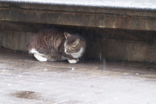 アシメ　もうない