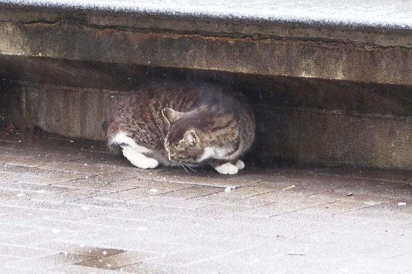 アシメ　これも食べ物か