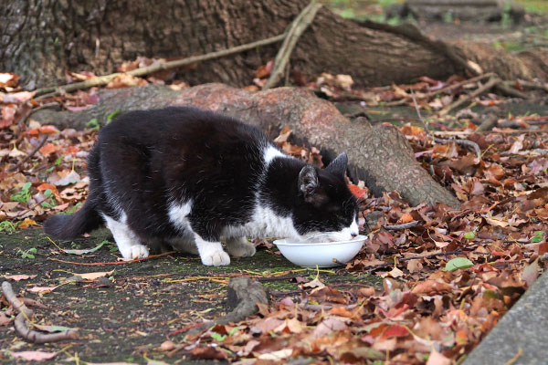 ポチ食べる