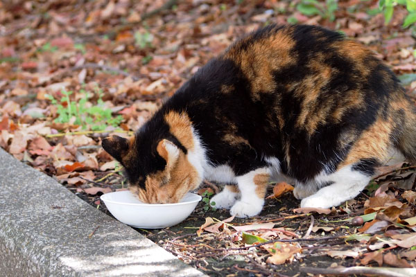 ミク　食べる