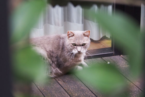 グリ　よっこらしょ的な