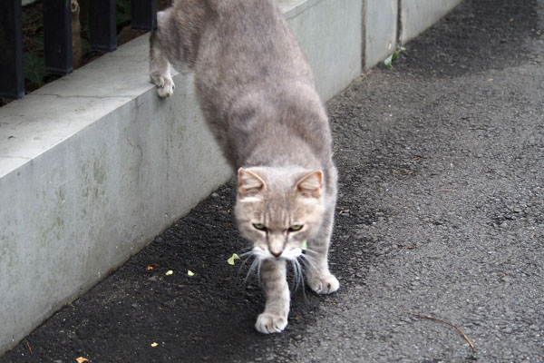 グリ　お出まし