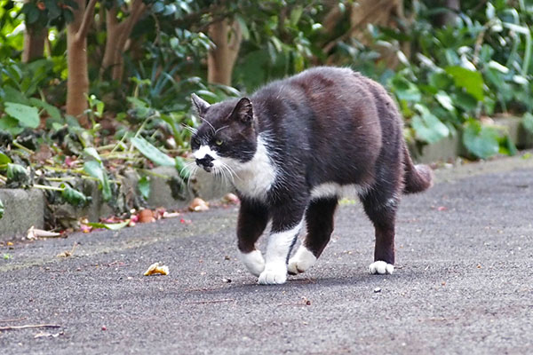 ブッチ　前進