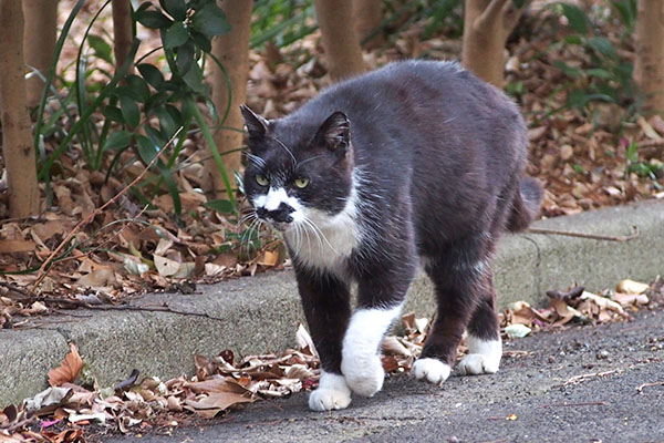 ブッチ　近距離通過