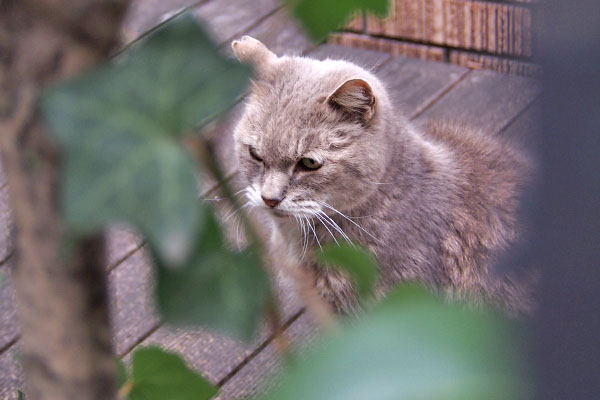 グリ　唸ってた