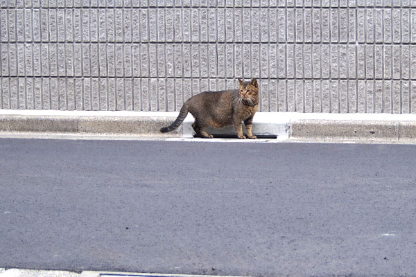 アビ　向こう側へ