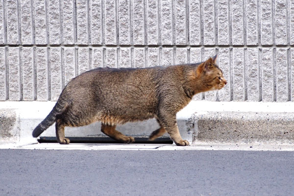 アビ　身を低くして走る