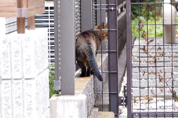 アビ　塀に乗って