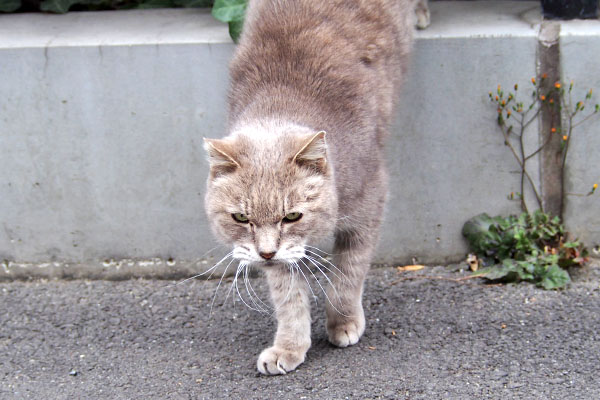 グリ　なんか居たにゃ