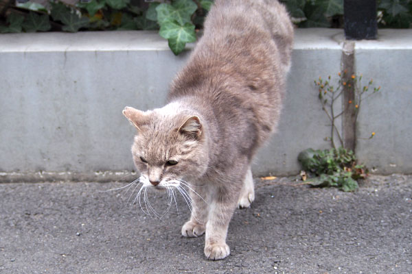 グリ　あんまり知らん顔