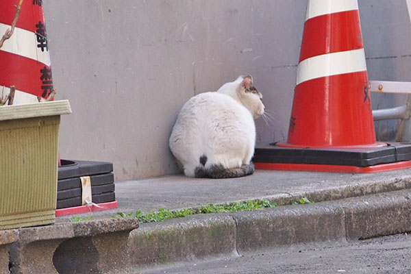 オーロラ　背中