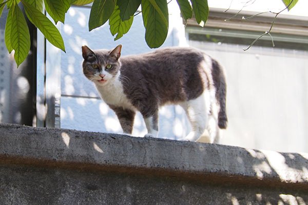 レックス　塀の上