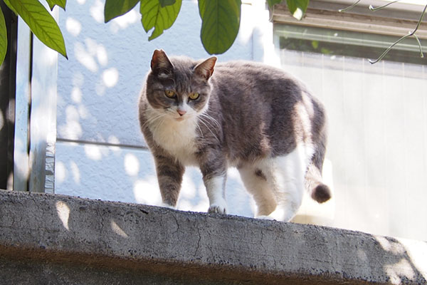 レックス　塀の上から降りたい