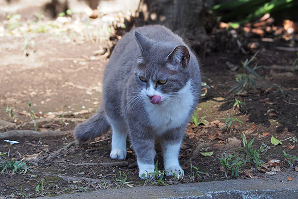 レックス　ぺろん