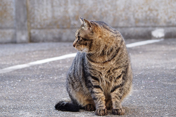 シマヲ　じっと見る