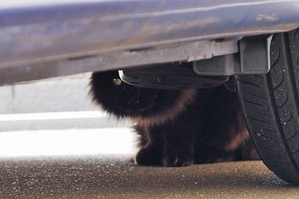 モフネ　車の後ろに隠れた