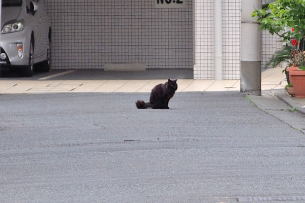 モフネ　道路の真ん中