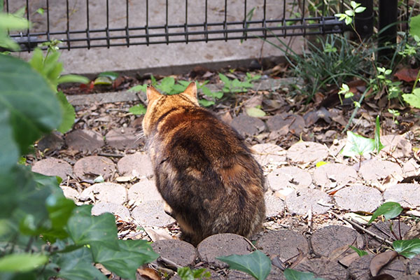 クラタン　階段で止まる