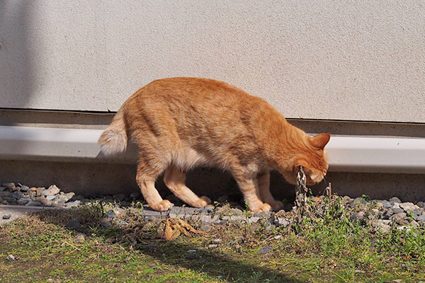 ソラちゃん　念入りな確認