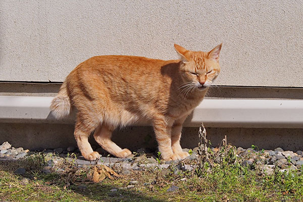 ソラちゃん　目に染みる