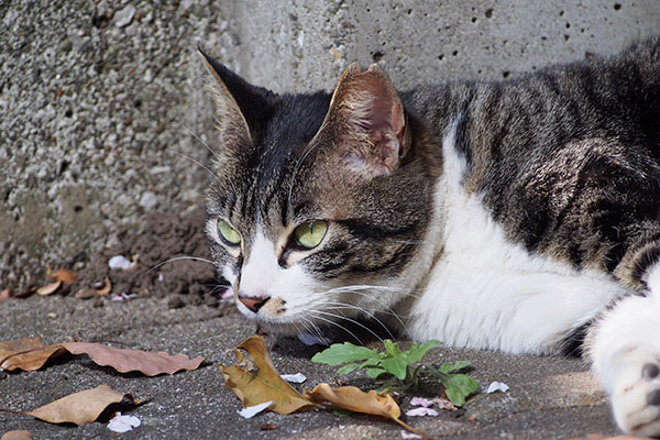 リンクス　じーー