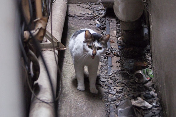 しろまる　ぎゃん鳴き