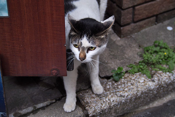 しろまる　警戒