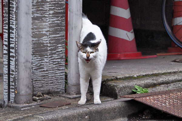 しろまる　再び叫ぶ