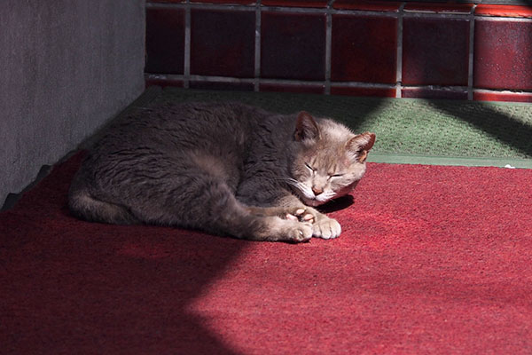 シピ　寝てた