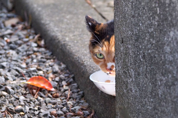 ミク　チラ見しながら食べる