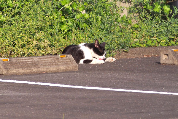 白黒さん　お手て舐めてる