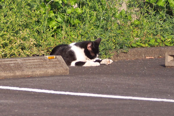 白黒さん　お手て舐めてる２