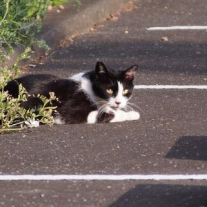 new cat bicolor boy