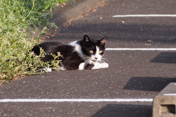 new cat bicolor boy