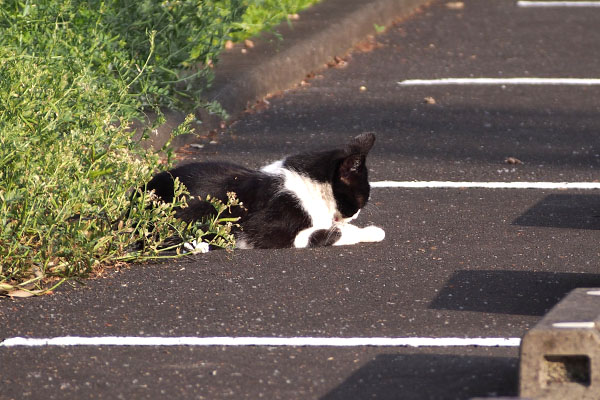 白黒さん　またなめる