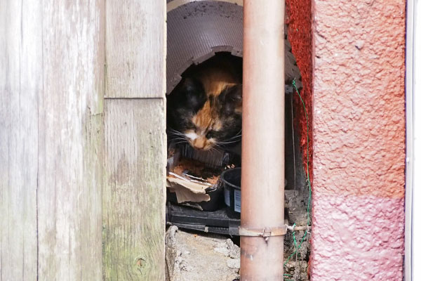 リコ　必死に食べる