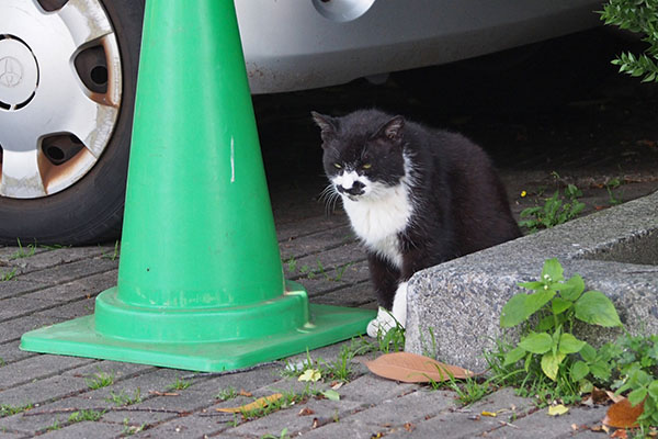 ブッチ　車の後ろに