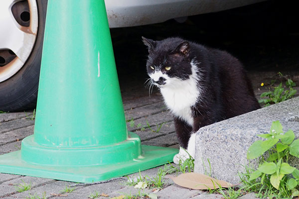 ブッチ　考え中