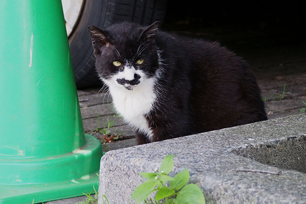 ブッチ　車来た