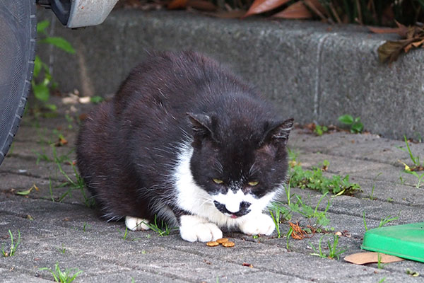 ブッチ　食べていいのか