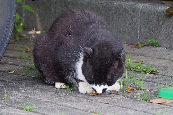 ブッチ　食べた