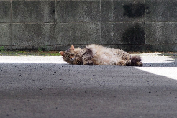 横になってた　くり坊