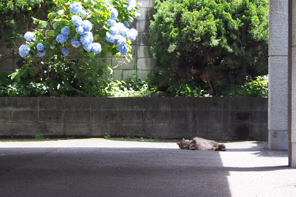 紫陽花とくり坊