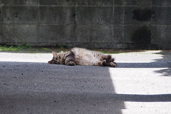 すぐに寝た　くり坊