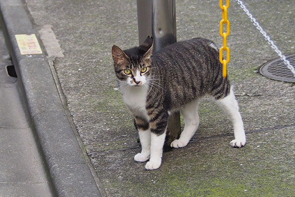 リンクスが来た