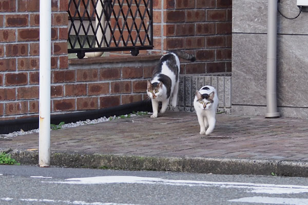 来るふたり　しろまるとセイ