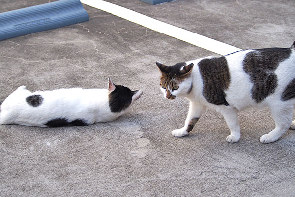 セイは警戒でしろまる動かず